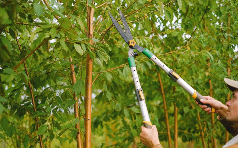 Tree trimming in Catawissa, MO